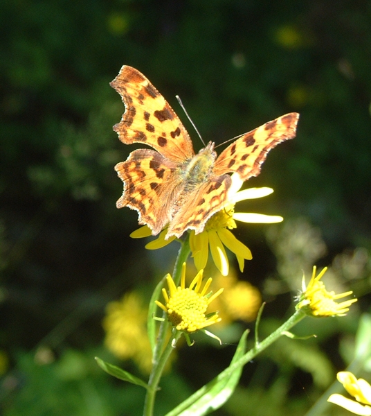 Polygonia c-album